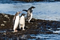 Penguins.Brown Bluff.20081117_5184