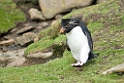 Rockhopper.Penguin.20081107_2617