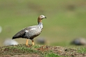 Ruddy-Headed Goose.20081107_2134