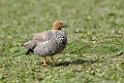 Ruddy-Headed.Goose.20081107_2041