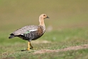 Ruddy-headed Goose.20081107_2151