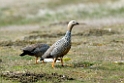 Ruddy-headed.Goose.20081107_1982