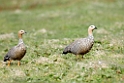 Ruddy-headed.goose.20081107_2006