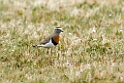 Rufous-chested.dotterel.20081108_2807