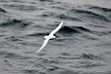 Snow Petrel.20081114_4420