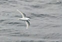 Snow Petrel.20081114_4452