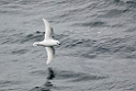 Snow Petrel.20081114_4516