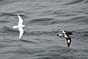 Snow Petrel.20081114_4521