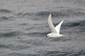 Snow Petrel.20081114_4550