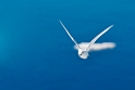 Snow Petrel.20081117_4936