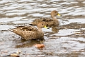 South Georgia Pintail.20081112_3781