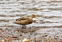 South Georgia Pintail.20081112_3784