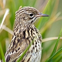 South Georgia Pipit.20081111_3578