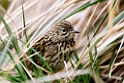 South Georgia Pipit.20081111_3607