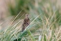 South Georgia Pipit.20081111_3644