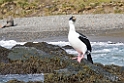 South Georgia Shag.20081112_4169