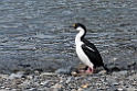 South Georia Shag.20081112_3754