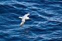 Southen Fulmar.20081116_4834