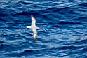 Southern Fulmar.20081116_4812