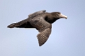 Southern Giant Fulmar.20081123_6189