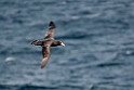 Southern Giant Fulmar.20081123_6326