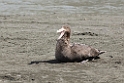 Southern Giant Petrel.20081113_3860