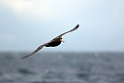 Southern Giant Petrel.20081123_6046