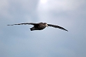 Southern Giant Petrel.20081123_6069