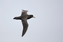 Southern Giant Petrel.20081123_6217