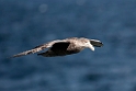 Southern Giant Petrel.20081123_6273