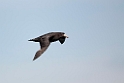 Southern Giant Petrel.20081123_6286