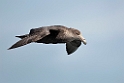 Southern Giant Petrel.20081123_6294