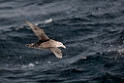 Southern Giant Petrel.20081123_6299