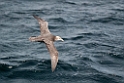 Southern Giant Petrel.20081123_6301