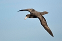 Southern.Giant.Petrel.20081106_1432