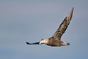 Southern.Giant.Petrel.20081106_1533