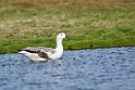 Upland.Goose.20081107_2019