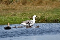 Upland.Goose.20081107_2020