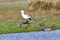 Upland.goose.20081107_2022