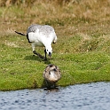 Upland.goose.20081107_2033