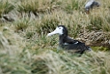 Wandering Albatross juv.20081111_3515