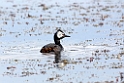 White-tuftede.grebe