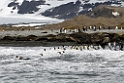 king Penguin.20081113_4029