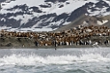 king penguin.20081113_4096