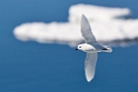 snow.petrel01.20081117_4938