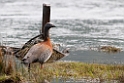 Ashy-headed Goose20081124_6601