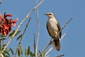 Chalk-browed Mockingbird.20081127_6684