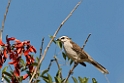 Chalk-browed Mockingbird01.20081127_6698