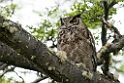 Great Horned Owl.20081124_6520