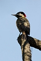Green-barred Woodpecker.20081101_0274